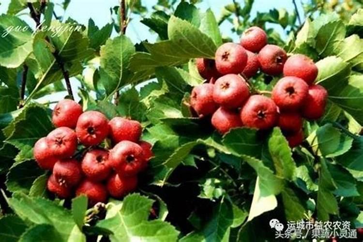 山楂树春季施什么肥
