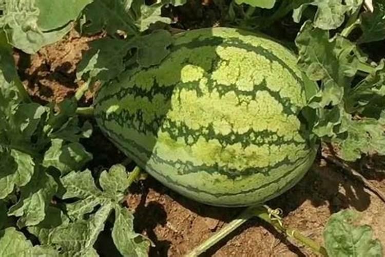 葫芦施肥施什么肥