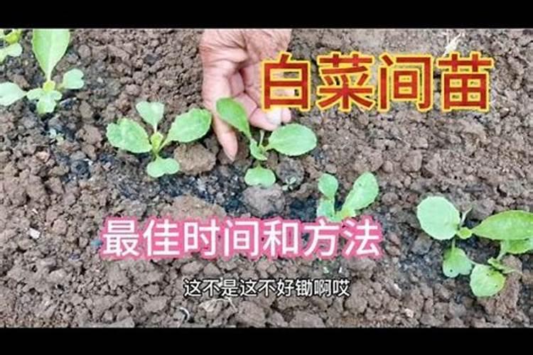 关于食葵363种植？
