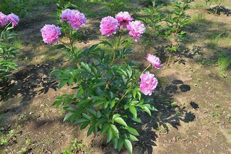 芍药花施什么肥合适