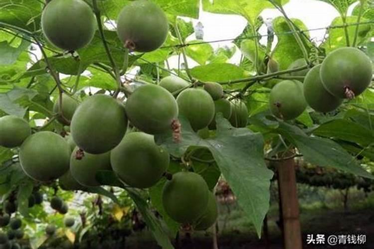 水溶肥是什么肥料