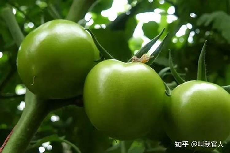 西红柿开花结果时施什么肥