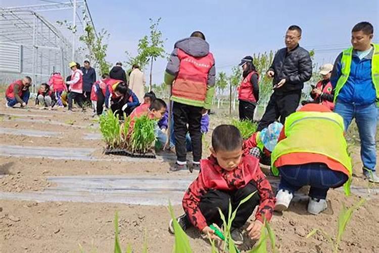 菜苗什么时候施肥合适