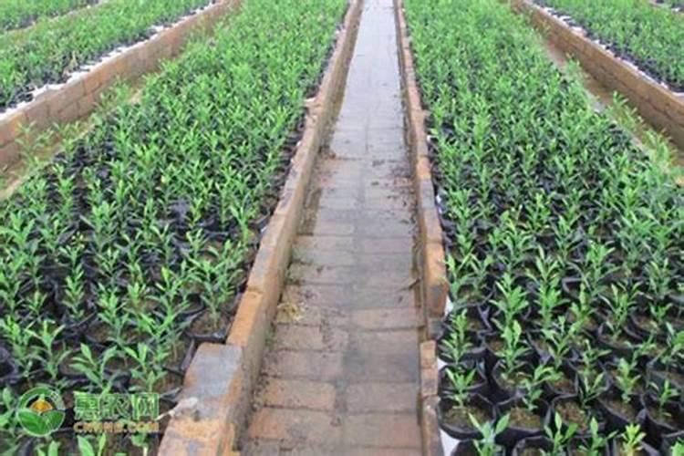 刚种下的菜苗多久可以施肥