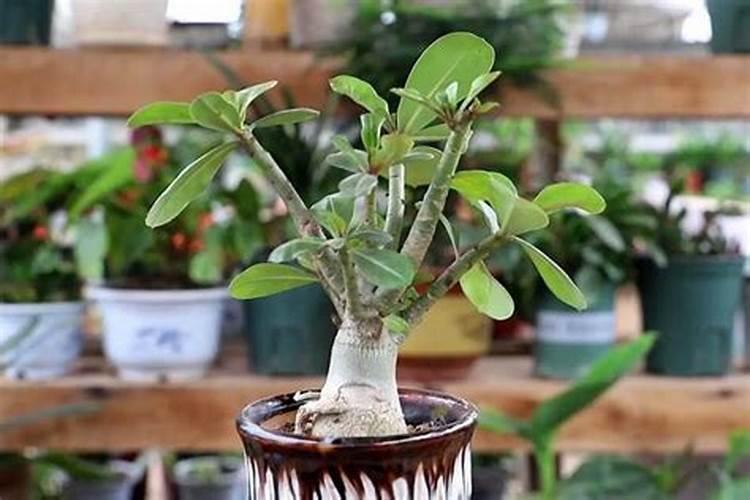 请问腊月可以给兰花施叶面肥吗？