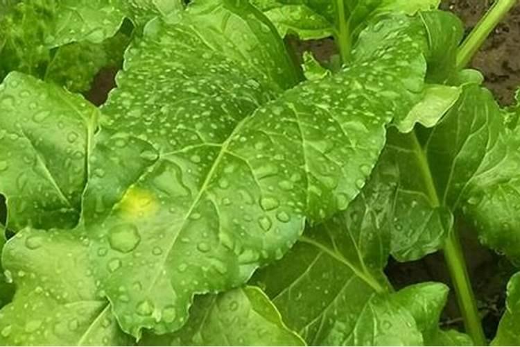 果树开花能不能浇水和施肥