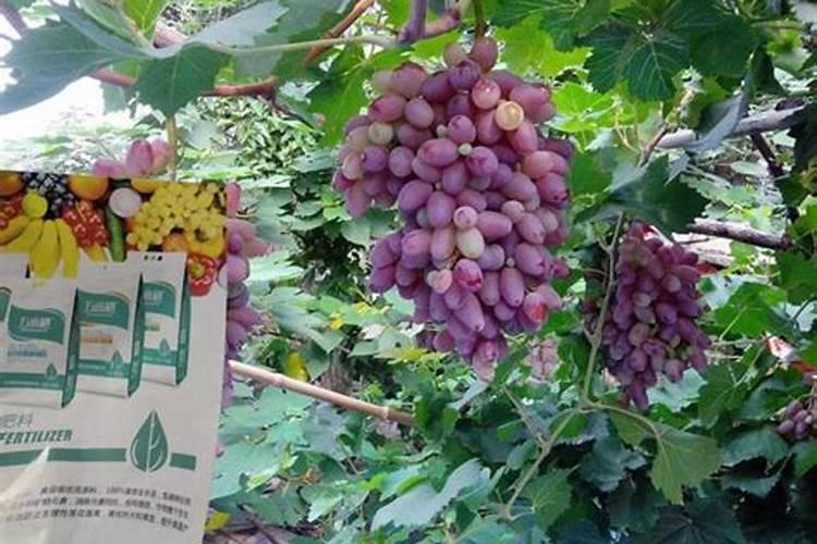 什么时候给葡萄树施肥 葡萄树施肥的最佳时间