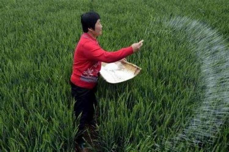 种小麦用什么化肥好啊。