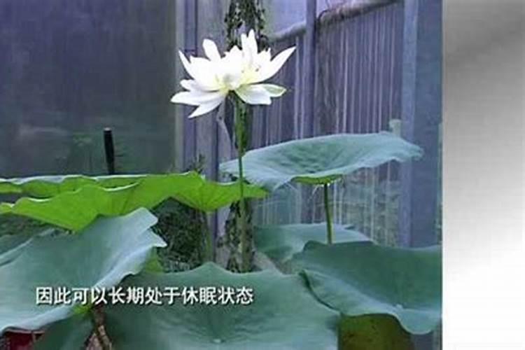 太空莲什么时候种八月份太空莲管理方法
