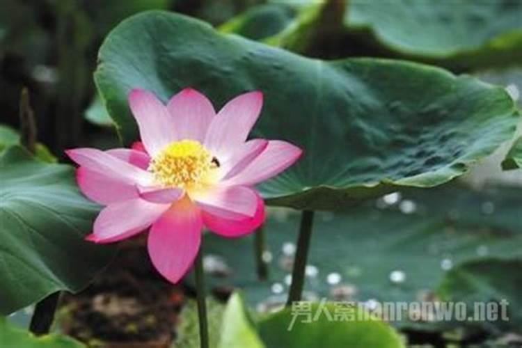 莲子种植一萖插几根苗