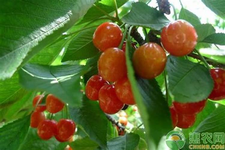 种大白菜施什么肥最好