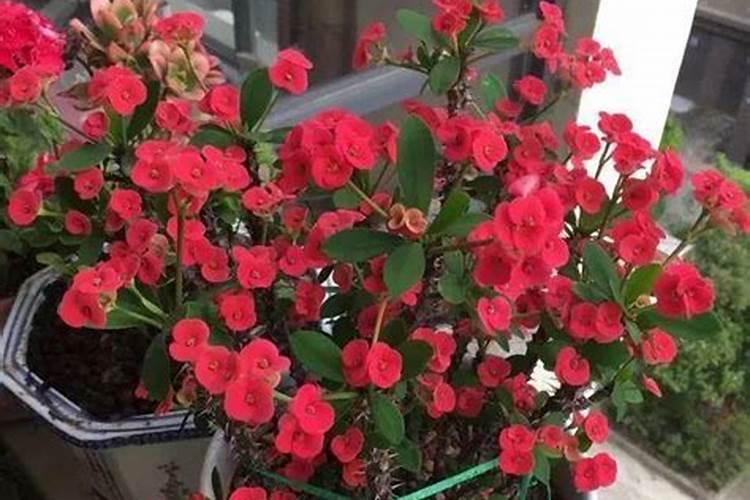 小叶虎刺怎么施肥？