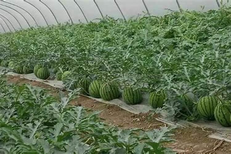 种西瓜用什么什么牌的硫酸钾复合肥好