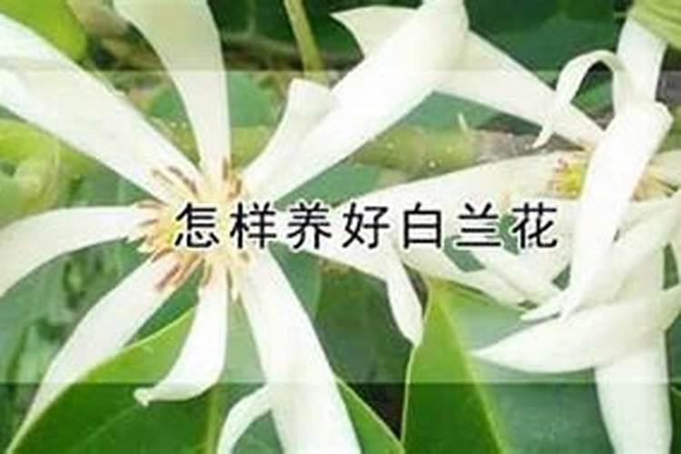 林下种植2年金线莲开花