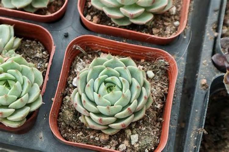 开了花的苯巴蒂斯多肉植物会不会死掉？