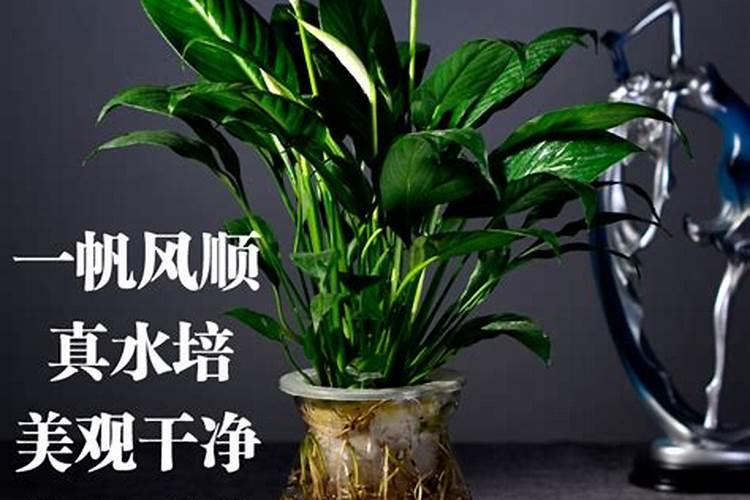 第一年新种的葡萄苗该施什么肥料