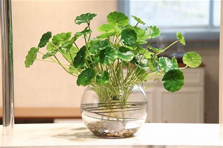 种麦子用什么肥料好？