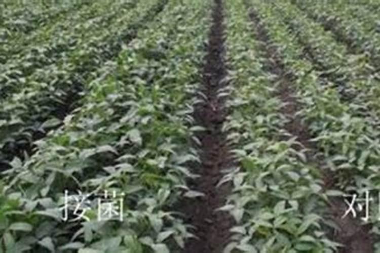 蒸大米的比例多少水多少米
