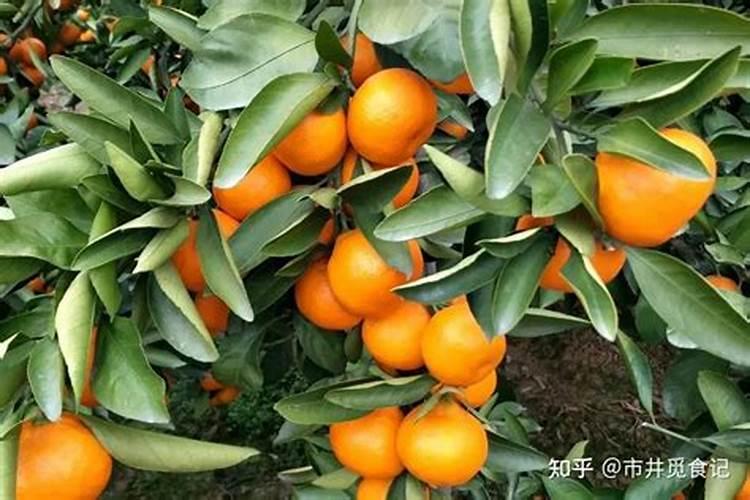 揭秘:海藻有机肥到底好不好？