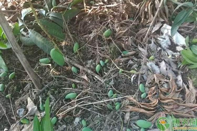 油菜开花后怎么养 油菜花期如何养护管理呢