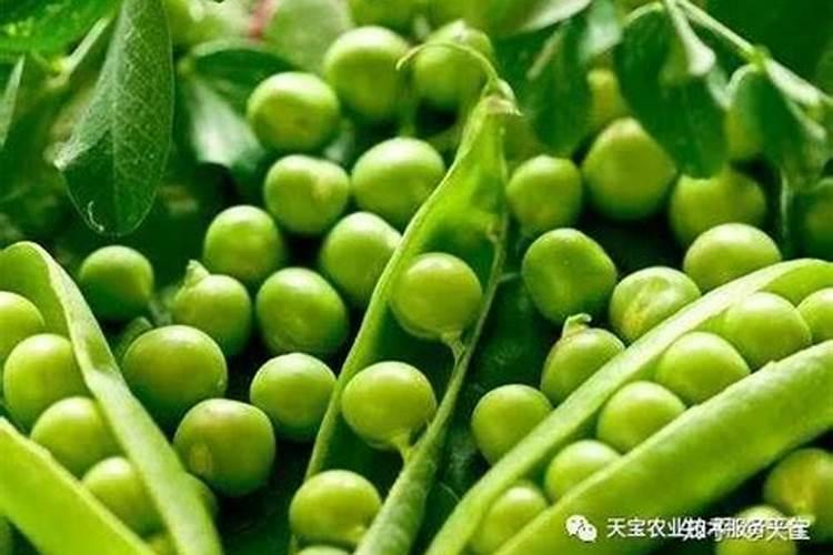 油菜苗可以食用吗 揭秘吃油菜苗的5大益处