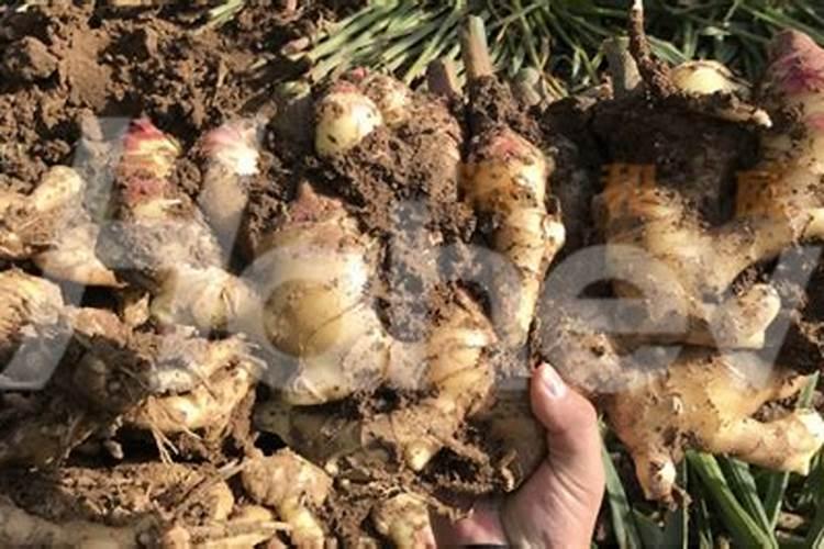 甲壳素水溶肥的功效与作用