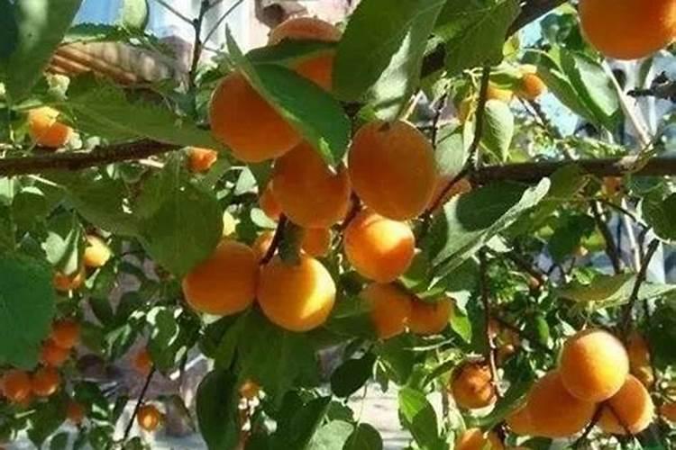 大豆种植为什么要实行轮作换茬