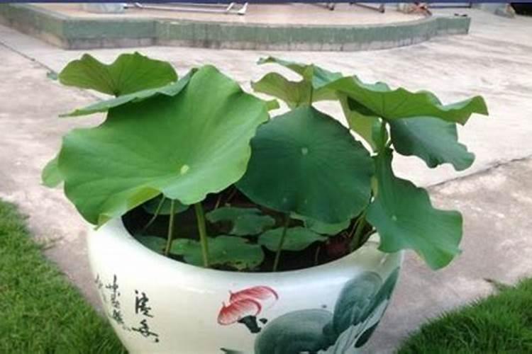 钾肥几天见效