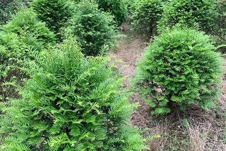 红豆杉用什么肥料最好