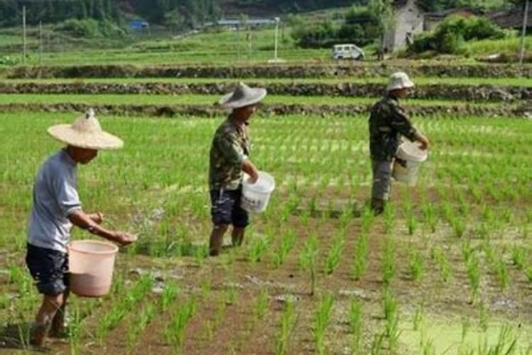 琼中绿橙每年几月上市 2024年琼中绿橙多少钱一斤