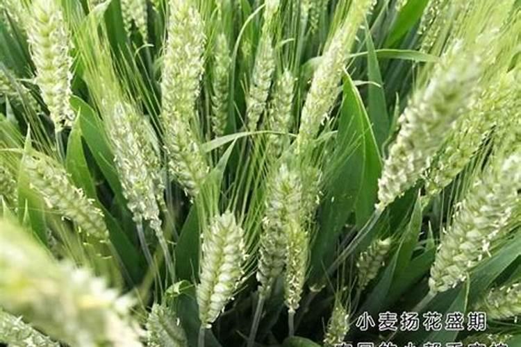 小麦三遍药什么时间打最佳喷施时间