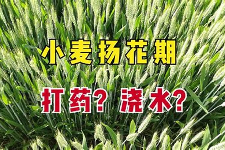 小麦后期打什么药