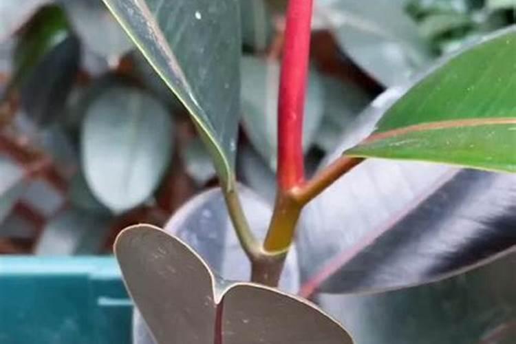 茶树用什么肥料好