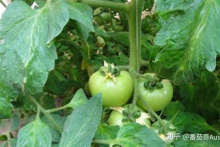 杨梅移栽后可以用复合肥加矿源黄酸腐甲吗吗？