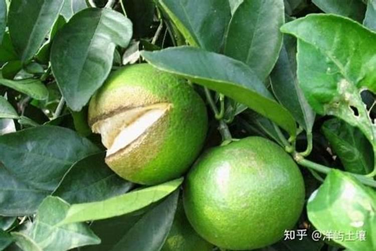 柑橘裂果是什么原因 如何防治