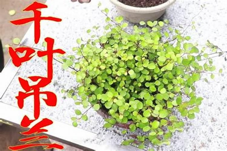 口红吊兰用什么肥料