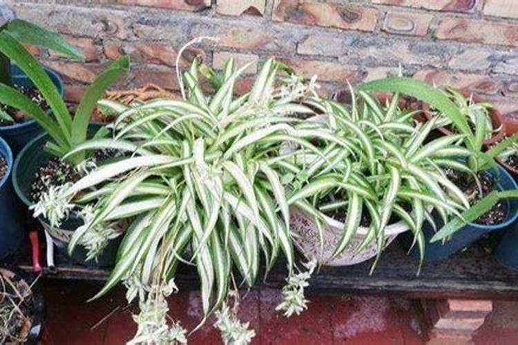 如何养护金鱼吊兰