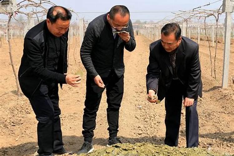 饼肥是氮肥还是钾肥
