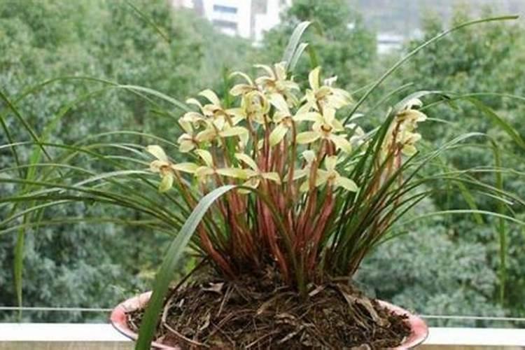 植物为什么要喷叶子