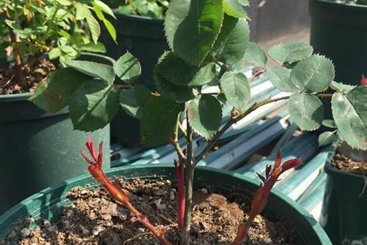 月季花什么时候施肥好 月季花最佳施肥时间是哪时候