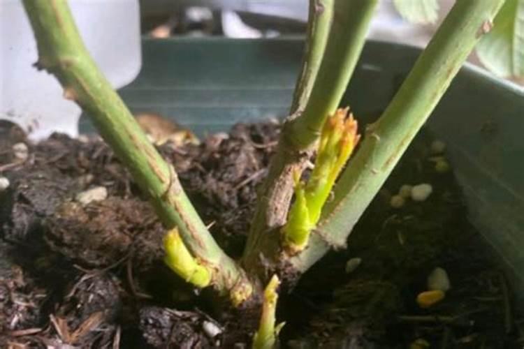 月季发芽之后需要施肥吗？多久施肥的效果最好？