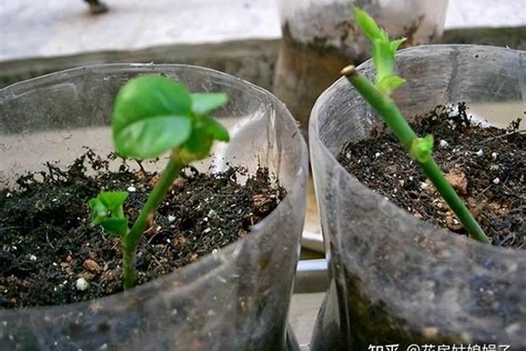 大粗杆子扦插泥巴一裹就生根秒变老桩大户