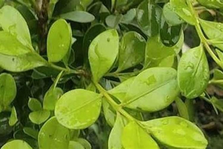 吗啉胍锌防治番茄病毒病,怎样使用