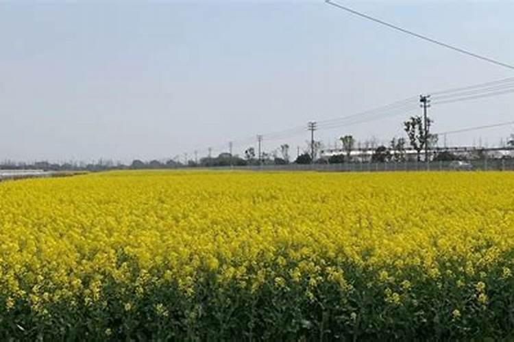油菜开花施什么肥什么叶面肥好？