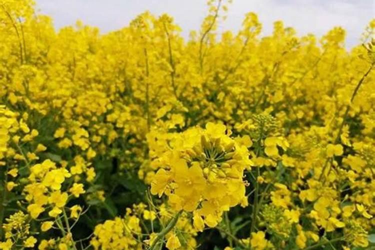 油菜花开早了怎么补救？