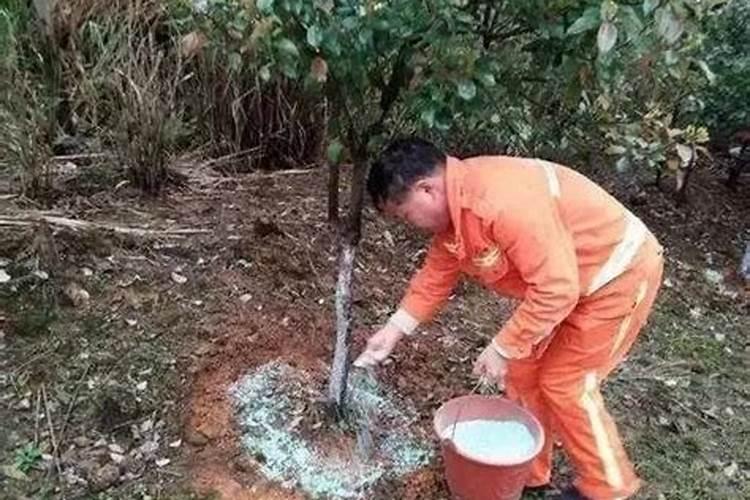 如何种植肉丝瓜基础的方法