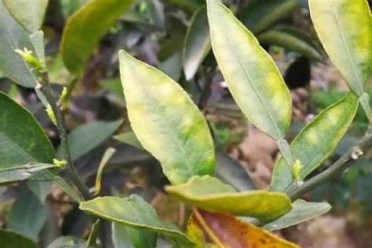 物质的迁移扩散稳态扩散菲克第一定律