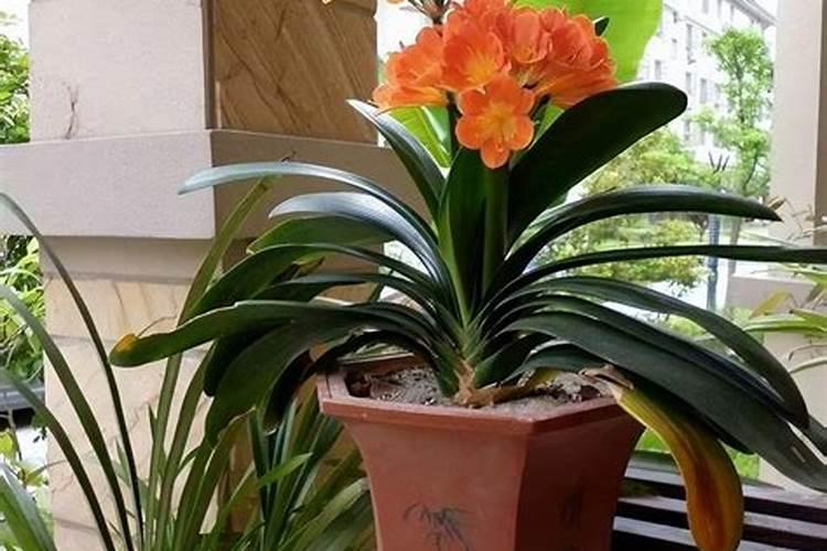 君子兰开花时需要什么肥料