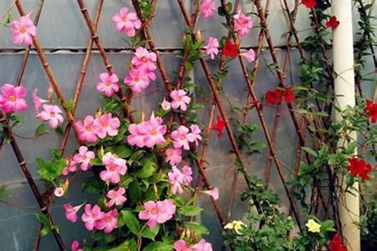 飘香藤长的慢,开花也是一次开一朵怎么办？