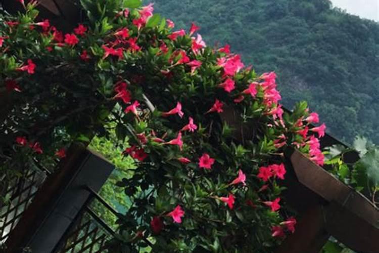 飘香藤如何施肥